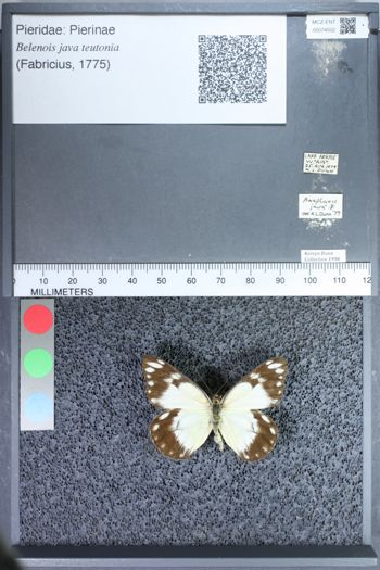 Media type: image;   Entomology 74502
